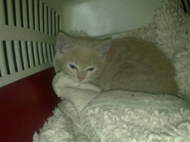 Blanding af racer Bella - Bella som lille bitte (: billede 2