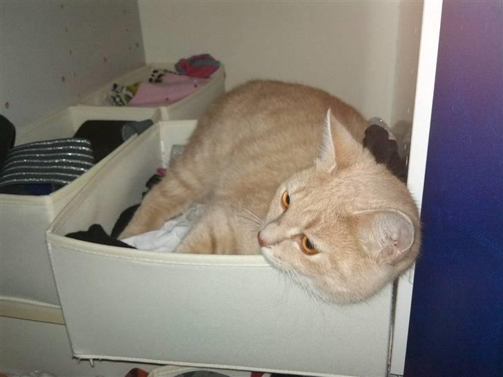 Blanding af racer Bella - hendes lille tykke hovede :D billede 3