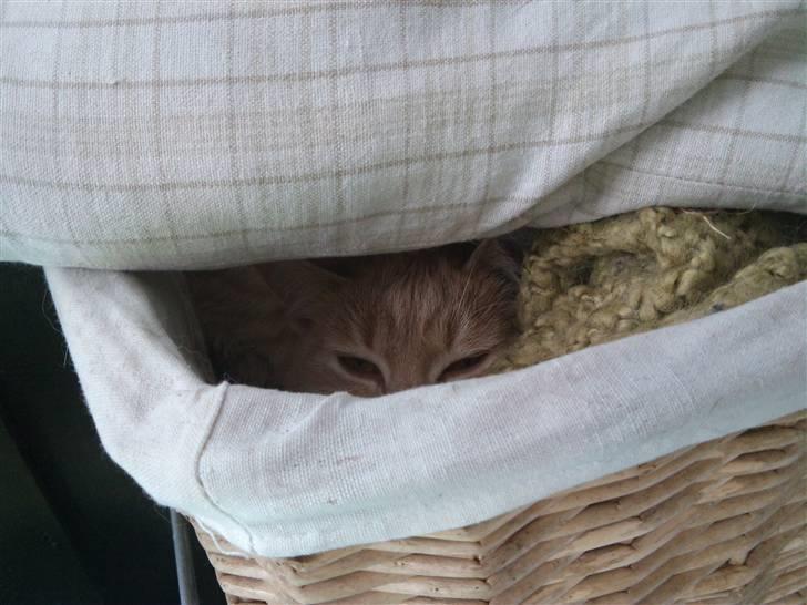 Blanding af racer Bella - hun elsker at sove nede i vores kurv :D billede 4