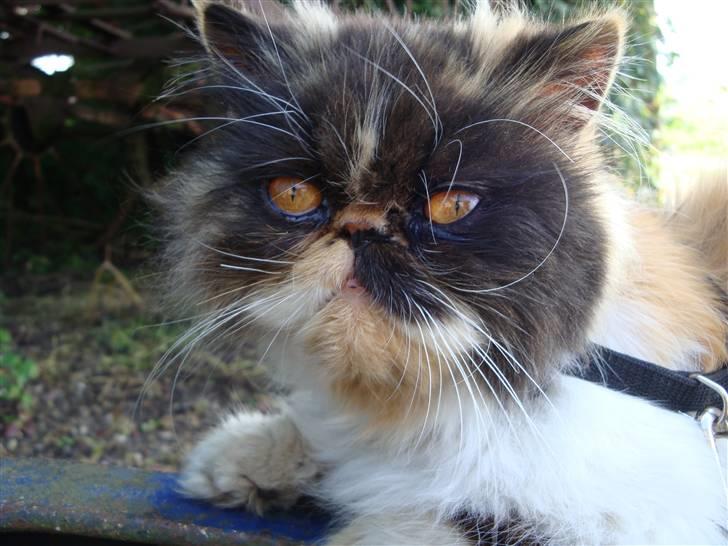 Perser Fie R.I.P. billede 2