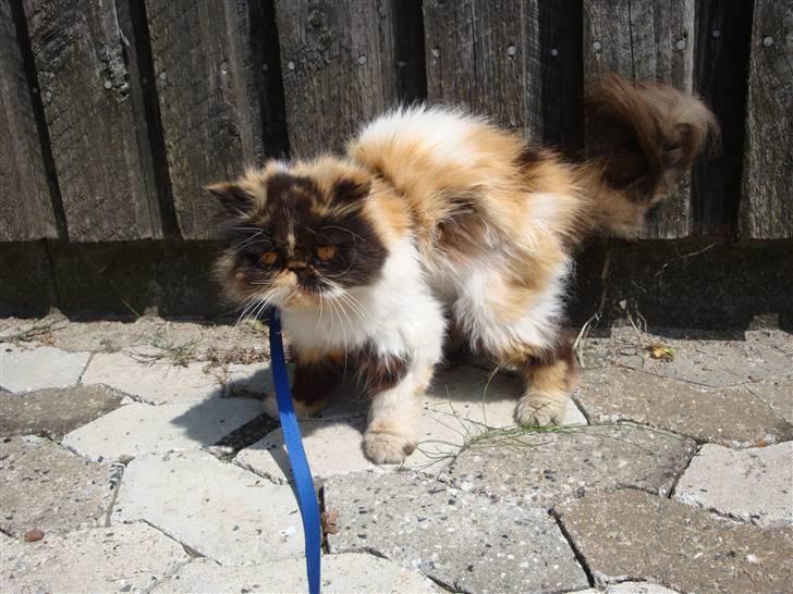 Perser Fie R.I.P. billede 3