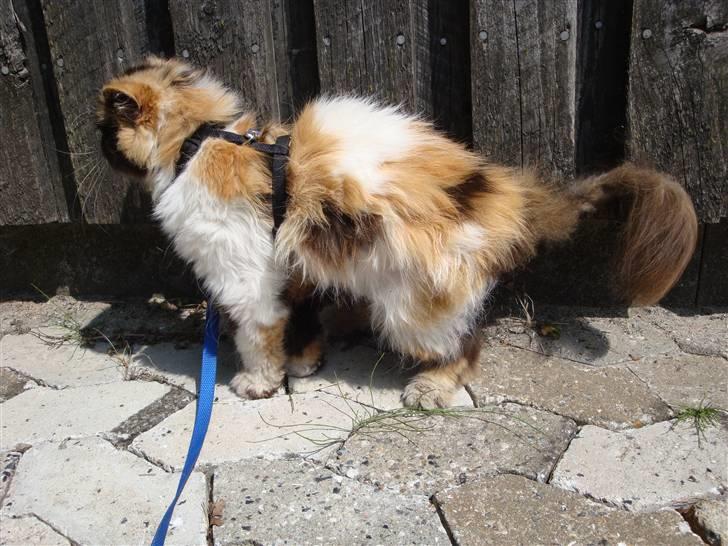 Perser Fie R.I.P. billede 4