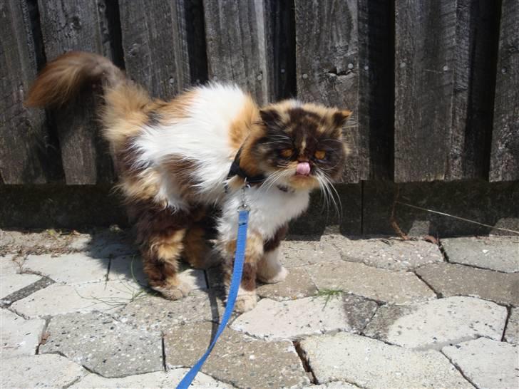 Perser Fie R.I.P. billede 5