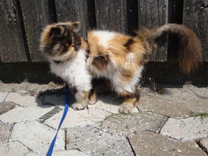 Perser Fie R.I.P. billede 6