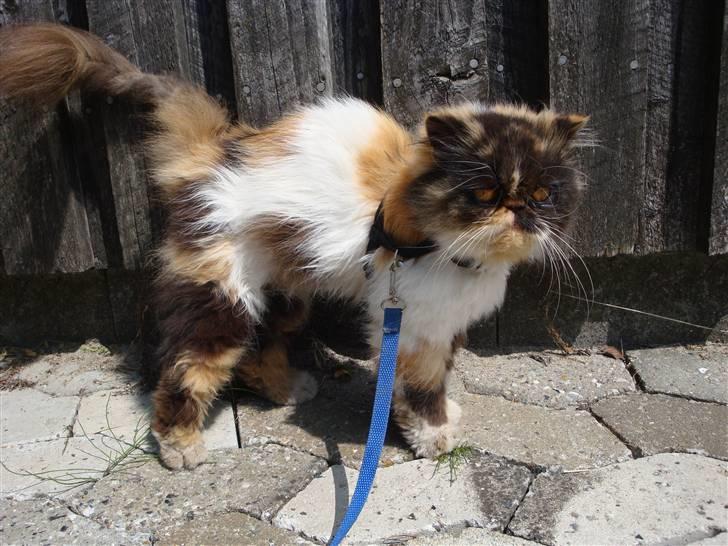 Perser Fie R.I.P. billede 7