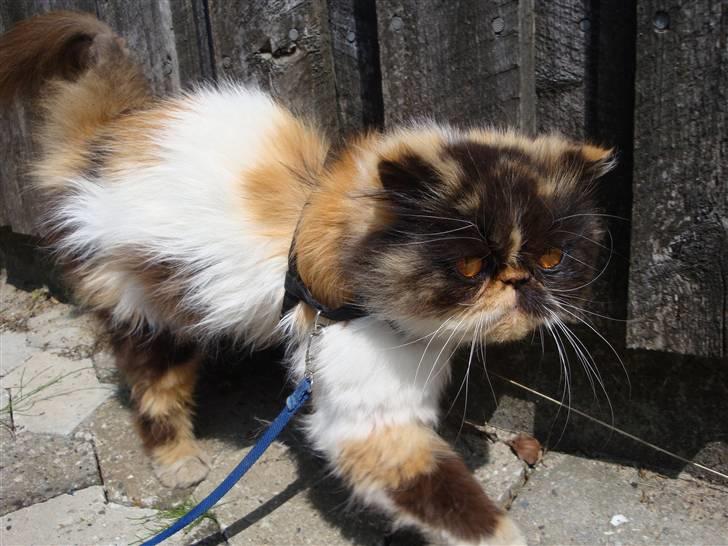 Perser Fie R.I.P. billede 8