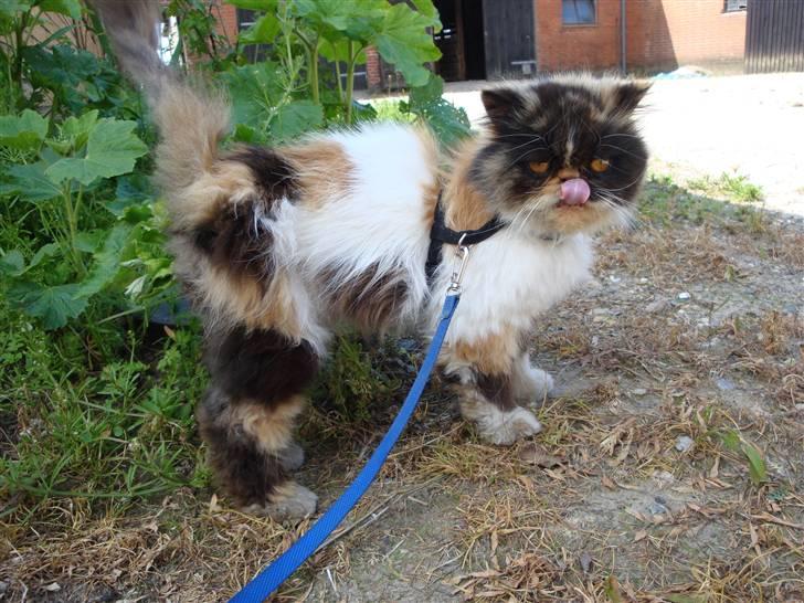 Perser Fie R.I.P. billede 9