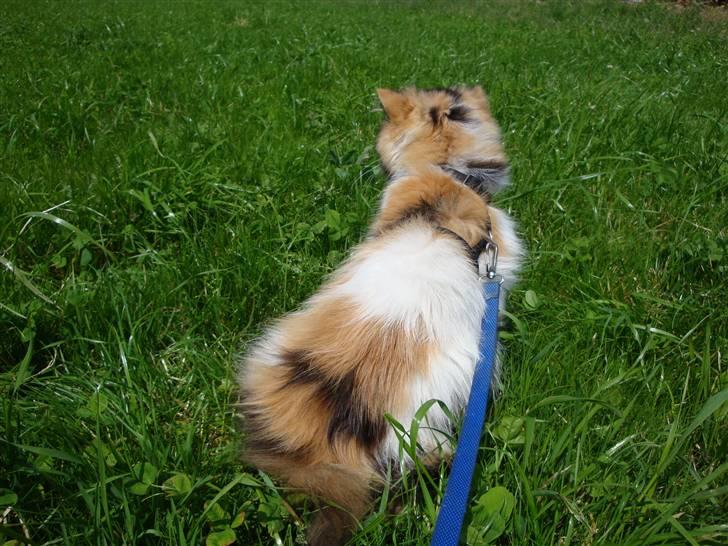 Perser Fie R.I.P. billede 10