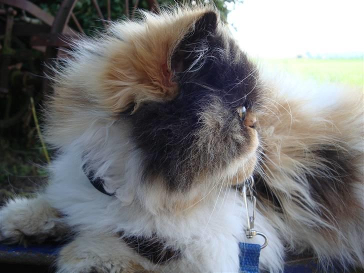 Perser Fie R.I.P. billede 11