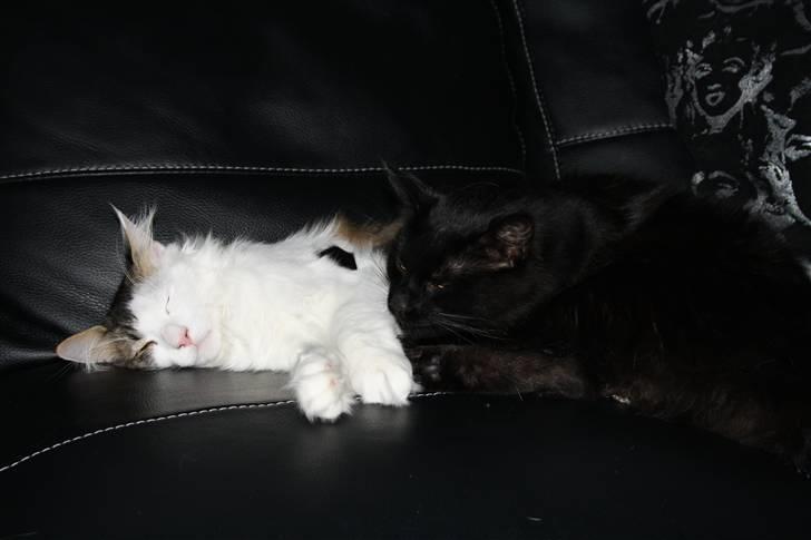 Norsk Skovkat KlanElliott´s Café Romano billede 6