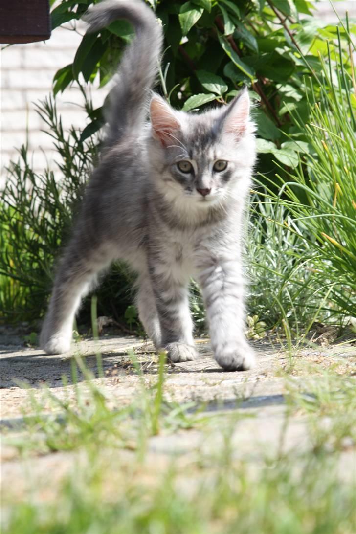 Maine Coon Frede billede 6