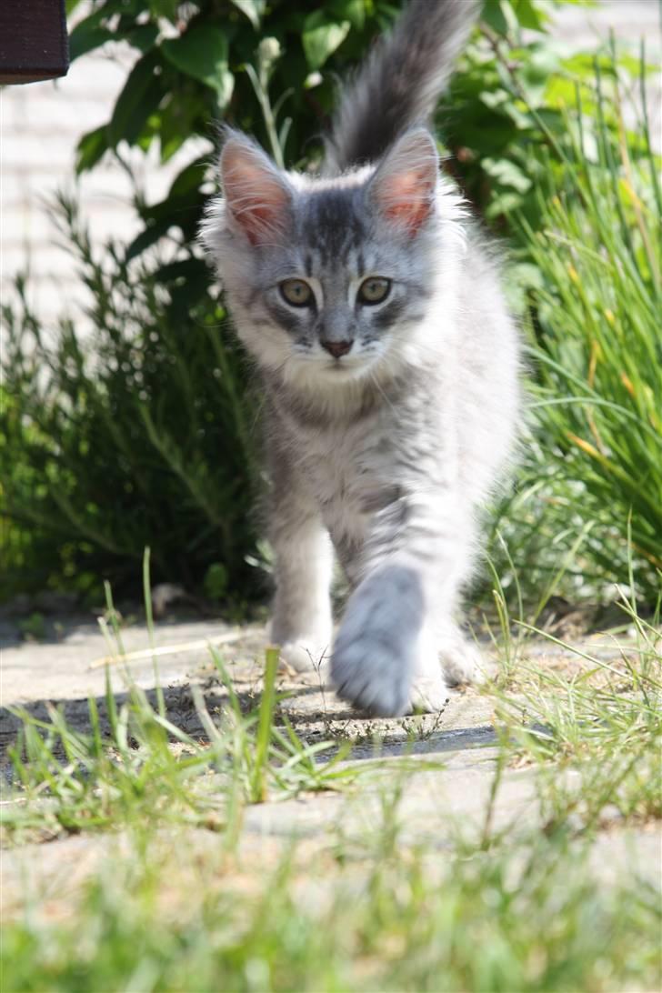 Maine Coon Frede billede 7