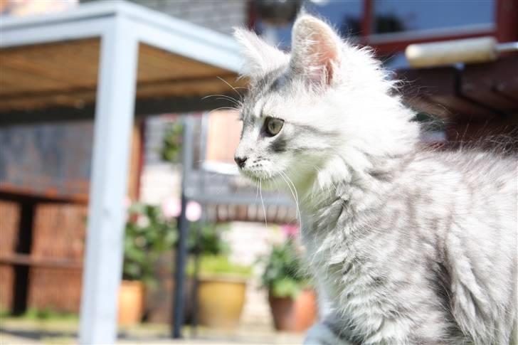 Maine Coon Frede billede 8