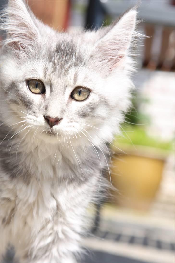 Maine Coon Frede billede 9