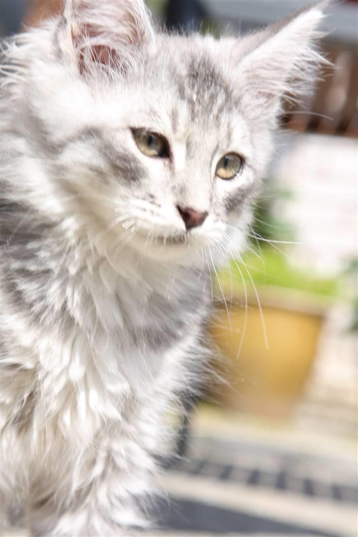 Maine Coon Frede billede 10