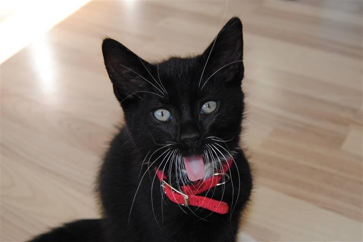 Huskat Romeo' a stribs billede 2