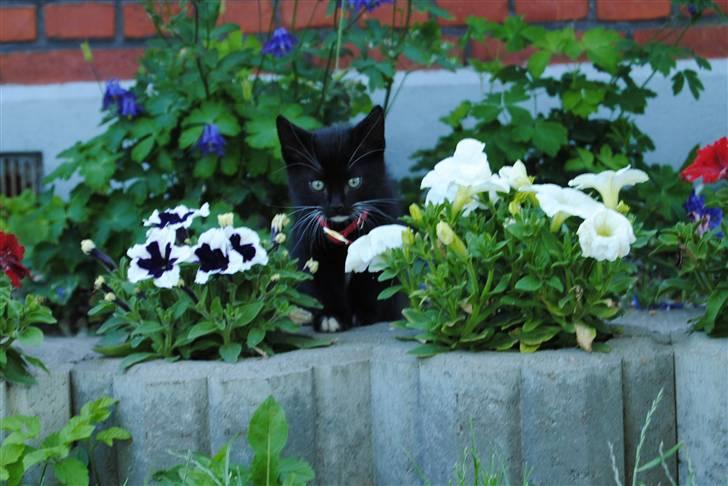 Huskat Romeo' a stribs billede 3