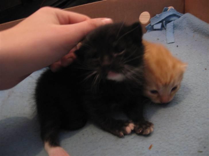 Huskat Romeo' a stribs billede 4