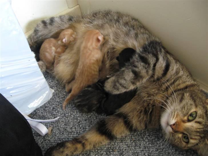 Huskat Romeo' a stribs billede 5