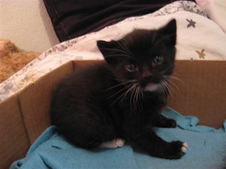 Huskat Romeo' a stribs billede 6