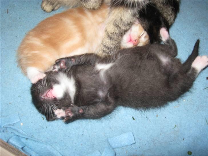 Huskat Romeo' a stribs billede 7