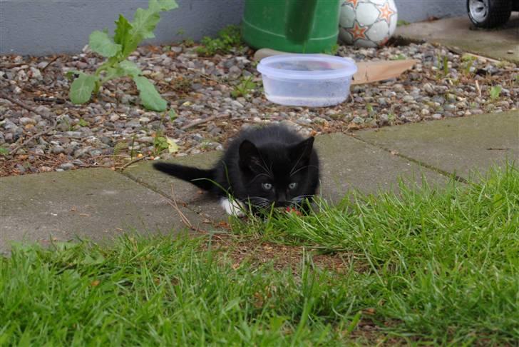 Huskat Romeo' a stribs billede 8