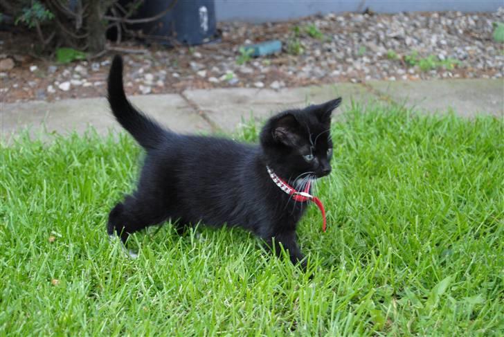 Huskat Romeo' a stribs billede 11