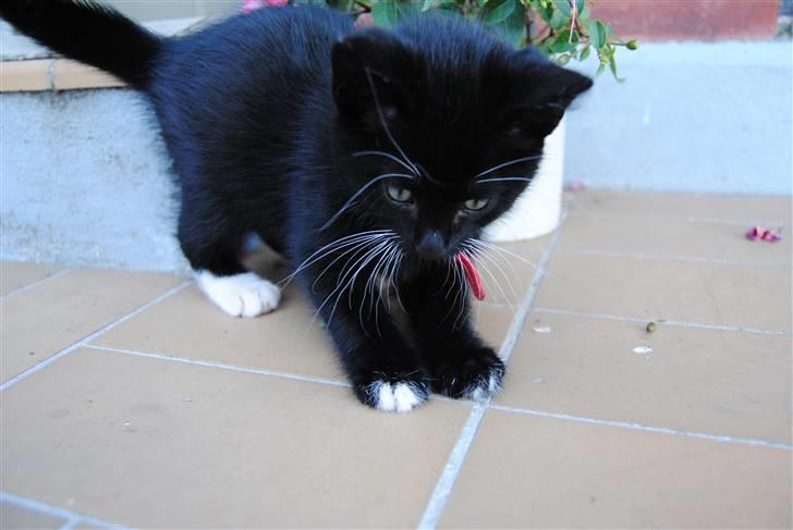 Huskat Romeo' a stribs billede 12