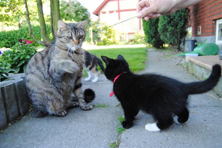 Huskat Romeo' a stribs billede 13