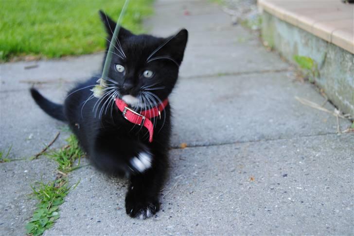 Huskat Romeo' a stribs billede 15