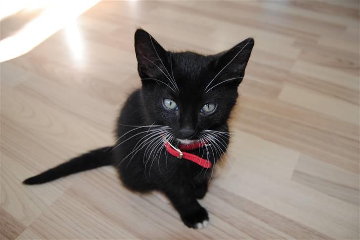 Huskat Romeo' a stribs billede 16