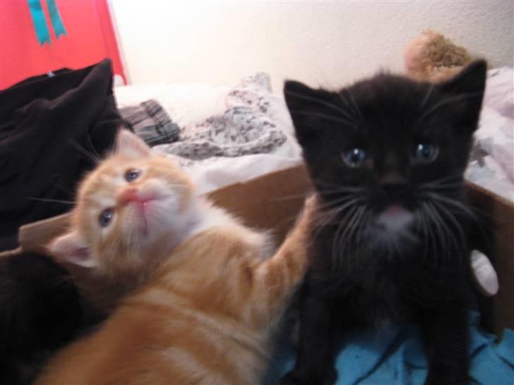 Huskat Romeo' a stribs billede 17