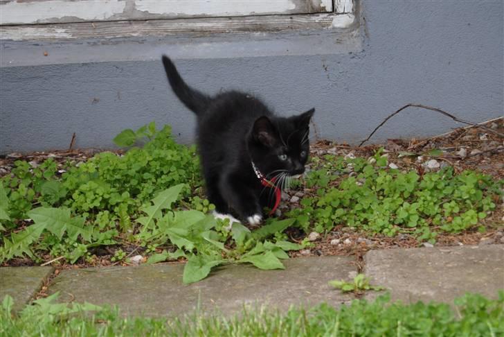 Huskat Romeo' a stribs billede 18