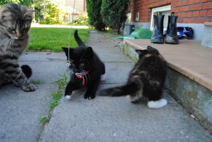 Huskat Romeo' a stribs billede 19