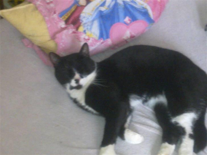 Blanding af racer Kiskat - Lidt træt efter en lang dag i det grønne billede 2