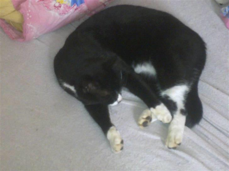 Blanding af racer Kiskat billede 3