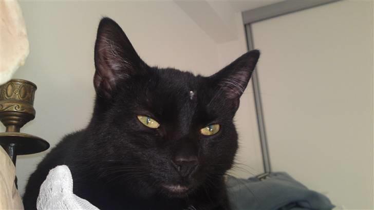 Huskat Fie billede 1