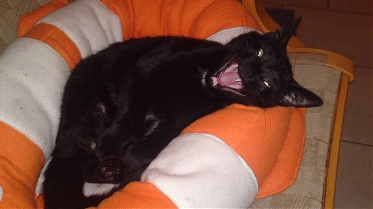 Huskat Fie billede 2