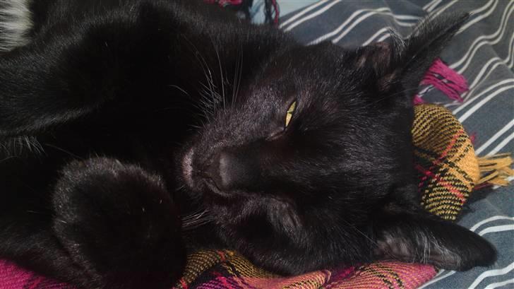 Huskat Fie billede 3