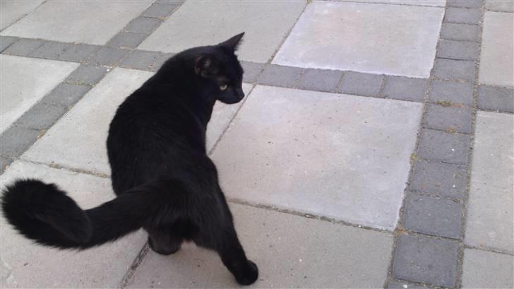 Huskat Fie billede 4