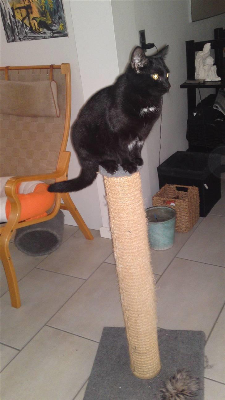 Huskat Fie billede 5