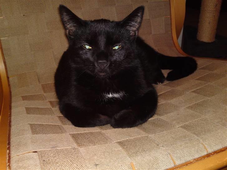 Huskat Fie billede 6