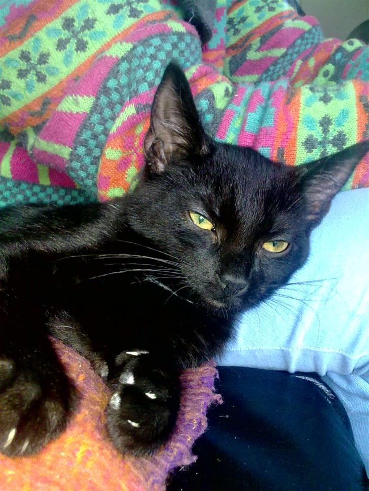 Huskat Fie - Billede fra hun var stor killing billede 7