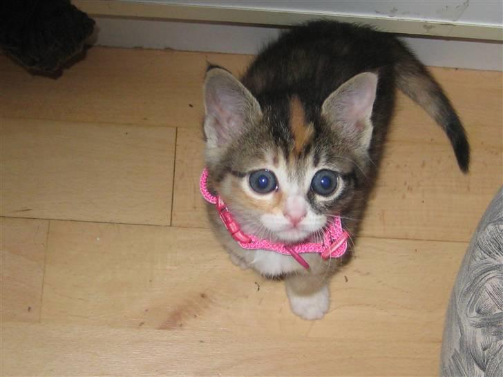 Blanding af racer miw billede 4