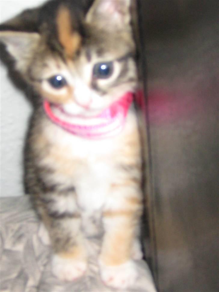 Blanding af racer miw billede 5