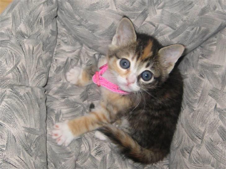 Blanding af racer miw billede 6