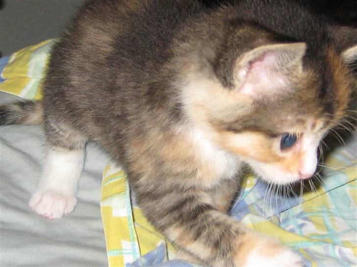 Blanding af racer miw billede 7