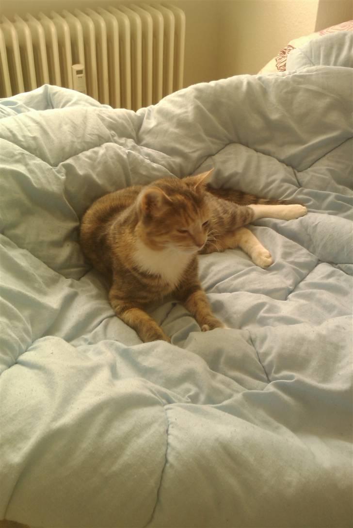 Blanding af racer Mille billede 7