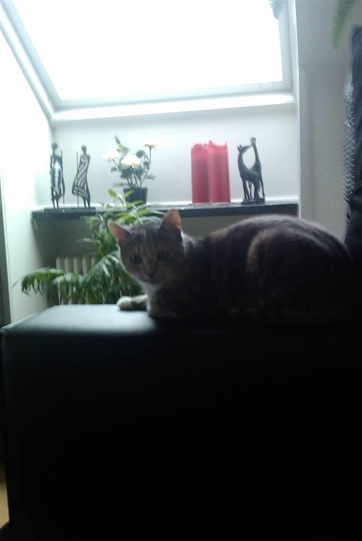 Blanding af racer Mille billede 8