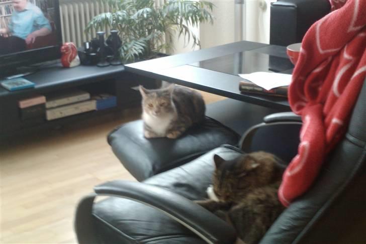 Blanding af racer Mille billede 9